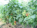 土耕栽培のフルーツトマトのハウス