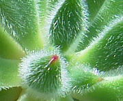 紅輝炎（コウキエン）、産毛の多い多肉植物